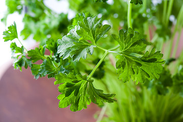 Image showing Fresh parsley