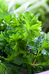 Image showing Fresh parsley