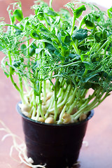 Image showing Pea sprouts