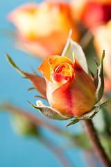 Image showing Orange roses