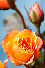 Image showing Orange roses