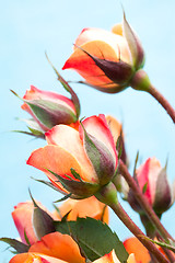 Image showing Orange roses