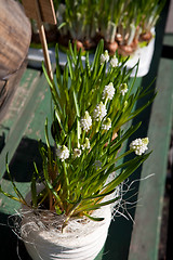 Image showing White muscari flowers