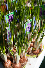 Image showing Potted crocuses