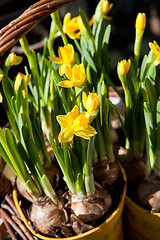 Image showing Yellow daffodils