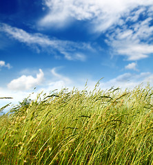 Image showing grass and wind blowing