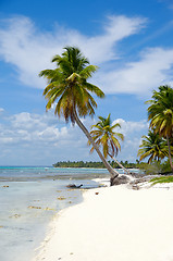 Image showing Caribbean beach with palm and white sand