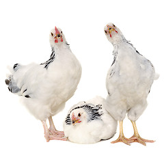 Image showing Chickens on white background