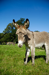 Image showing Young donkey