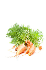 Image showing Carrot