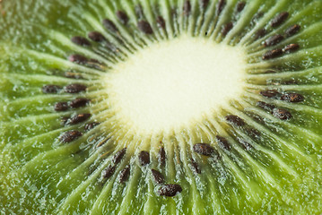 Image showing Kiwi