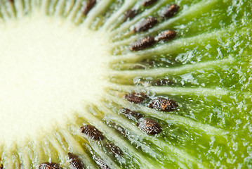 Image showing Kiwi