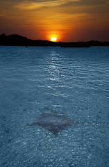 Image showing Eagle ray