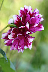 Image showing Beautiful Dahlia in the garden