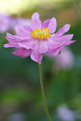 Image showing Double petalled Anenome Japanese Windflower