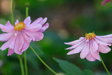 Image showing Japanese Windflowers  pink