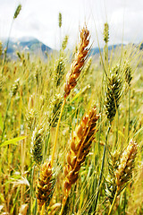 Image showing Tibetan wheat