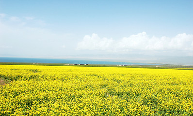 Image showing Rapeseed fields