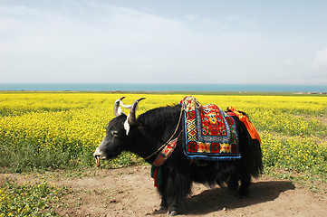 Image showing Yak in the rapeseed fields