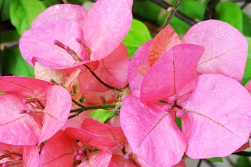 Image showing Pink bougainvillea 