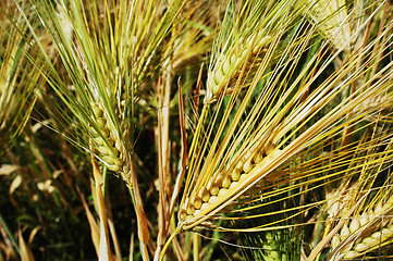 Image showing Tibetan wheat