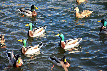 Image showing Ducks