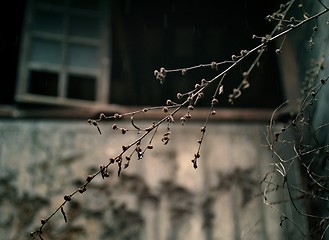 Image showing dying leaves