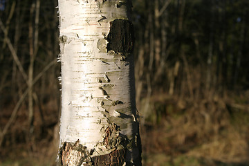 Image showing Poplar Tree