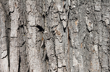 Image showing maple tree bark