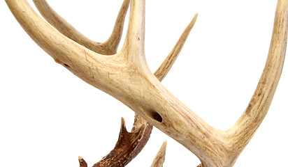 Image showing deer antlers