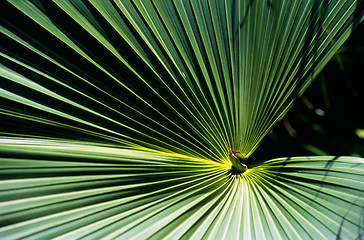 Image showing Tropical plant leaves, La Reunion Island