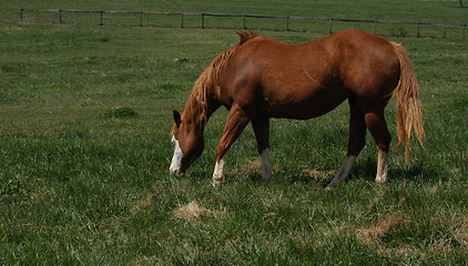 Image showing Horse in the field
