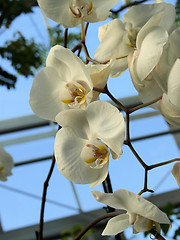 Image showing White orchid