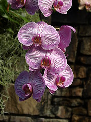 Image showing Purple Orchids