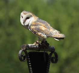 Image showing Masked Owl