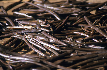 Image showing French vanilla dried on sun light, La Reunion Island