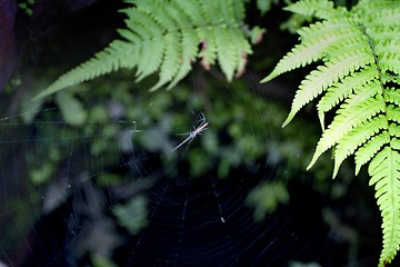 Image showing Spider