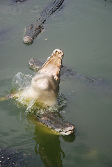 Image showing jumping crocodile