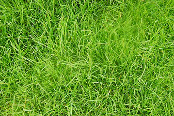 Image showing green grass