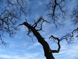 Image showing Tree fighting for life