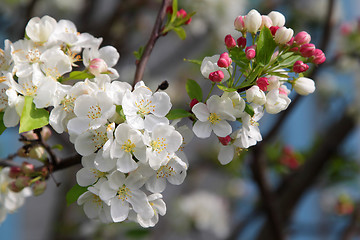 Image showing Branch of blooming tree