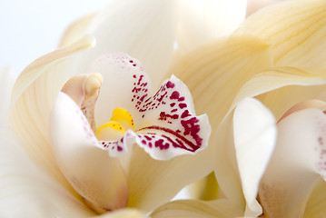 Image showing Orchid flower close-up, selective focus 