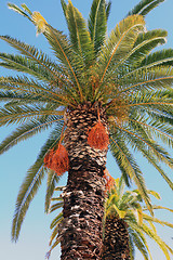 Image showing Cretan palm trees