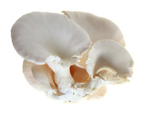 Image showing Oyster mushroom