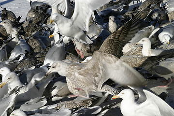 Image showing Bird Texture