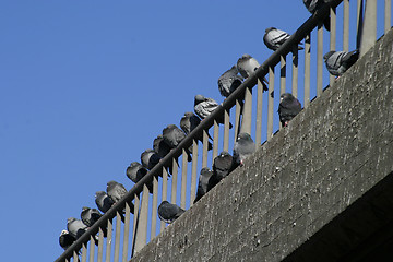 Image showing Urban Birds