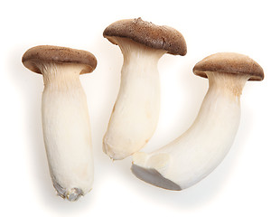 Image showing King oyster mushroom