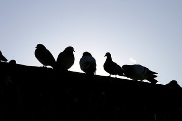 Image showing Urban Birds