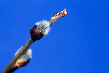 Image showing Catkins