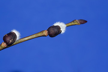 Image showing catkins